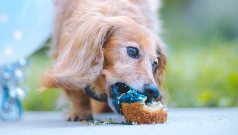 Cucciolo di cane che mangia